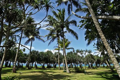 Entspannende Atmosphäre unter Palmen