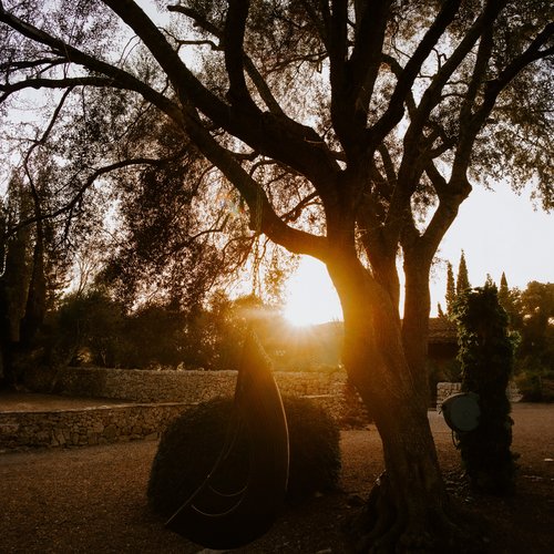 Die Abendsonne scheint durch einen Baum