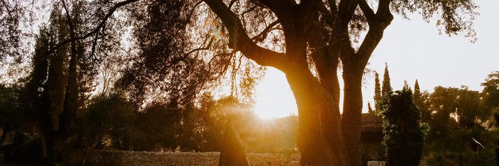 Die Abendsonne scheint durch einen Baum