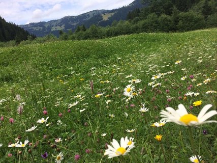 Im Sommer blühen die Almwiese im Allgäu - bei einem Spaziergang erlebt man die volle Pracht!