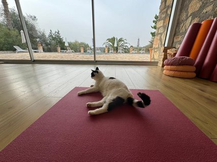 Auch die Katzen üben mit Yoga