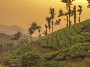 Eine Teeplantage in Indien bei Sonnenuntergang