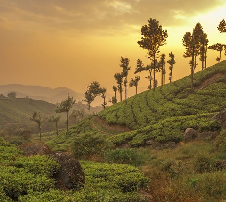 Eine Teeplantage in Indien bei Sonnenuntergang