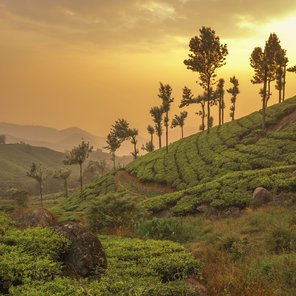 Eine Teeplantage in Indien bei Sonnenuntergang