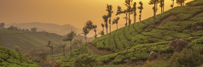 Eine Teeplantage in Indien bei Sonnenuntergang