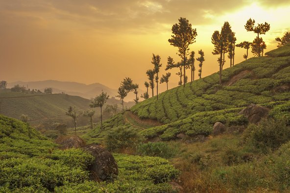 Eine Teeplantage in Indien bei Sonnenuntergang