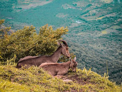 Nilgiri Tahr mit Jungem