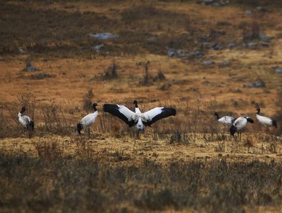 Schwarzhalskraniche in Bhutan