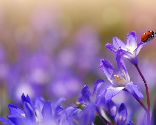 Eine Marienkäfer auf einer lila Blume im Garten