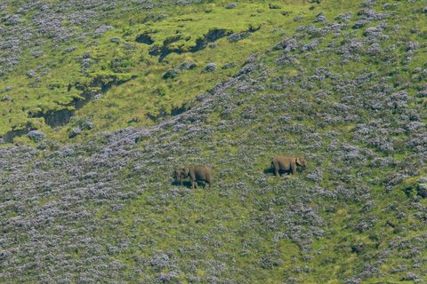 Elefanten in der Region können beim Streifzug durch die Neelakurunji beobachtet werden - einmalig