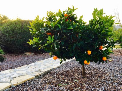 Freuen Sie sich auf die Früchte Spaniens auf Mallorca in der Yoga Finca Son Mola Vell 