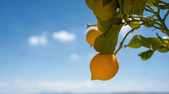 Zintronenbäume im eigenen Garten der Finca