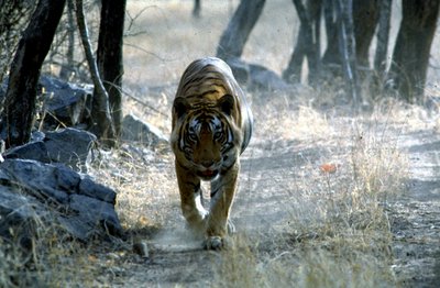 Wilde Tiere hautnah erleben können Sie im Ranthambore-Nationalpark
