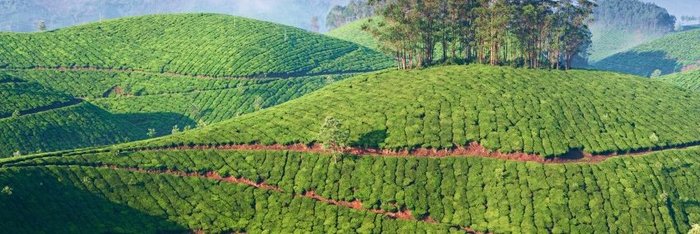Gewürzplantagen im  Bergland von Periyar entdecken