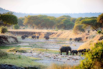 Eine Elefantenherde im Wasserloch des Tarangire Nationalparks
