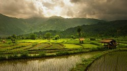 yoga-reisen-indonesien-bali-reis-terrassen Malerische Reisterrassen und -felder erleben Sie auf Ihrer Yoga-Reise aufder indonesichen Insel Bali