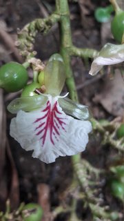 Die Flora und Fauna Indiens