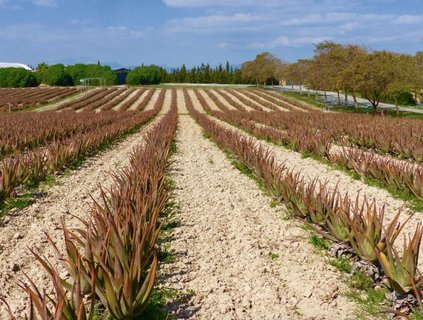 Erkunden Sie die Aloe Vera Farm bei Santa Margalida auf Mallorca 