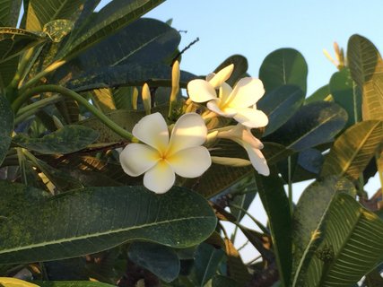 Blumenpracht im Oasis Ayurveda Resort