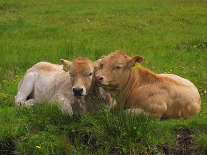 Grasende Kühe schmücken die Landschaft im Allgäu