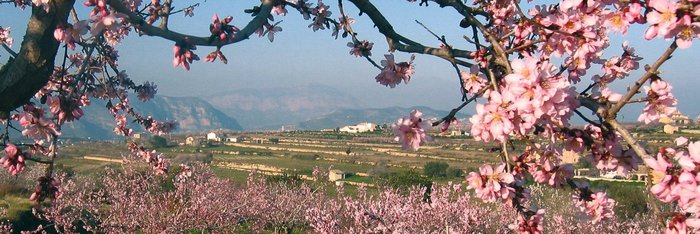 Mandelblüte