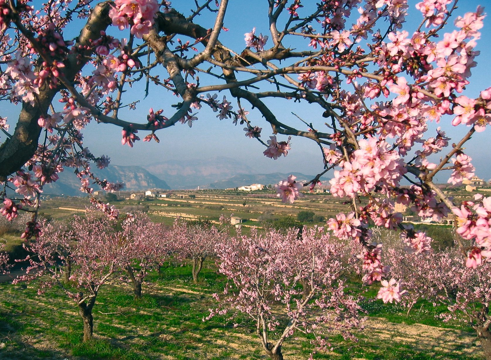 epm130 Mandelblüte