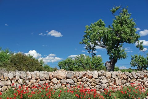 Mandelbäume, Mohnwiese