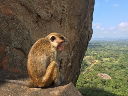 Auch die Affen genießen die herrliche Aussicht über Sri Lanka 
