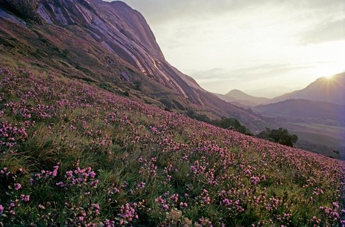 Atemberaubend - die Blüte der Neelakurunji 