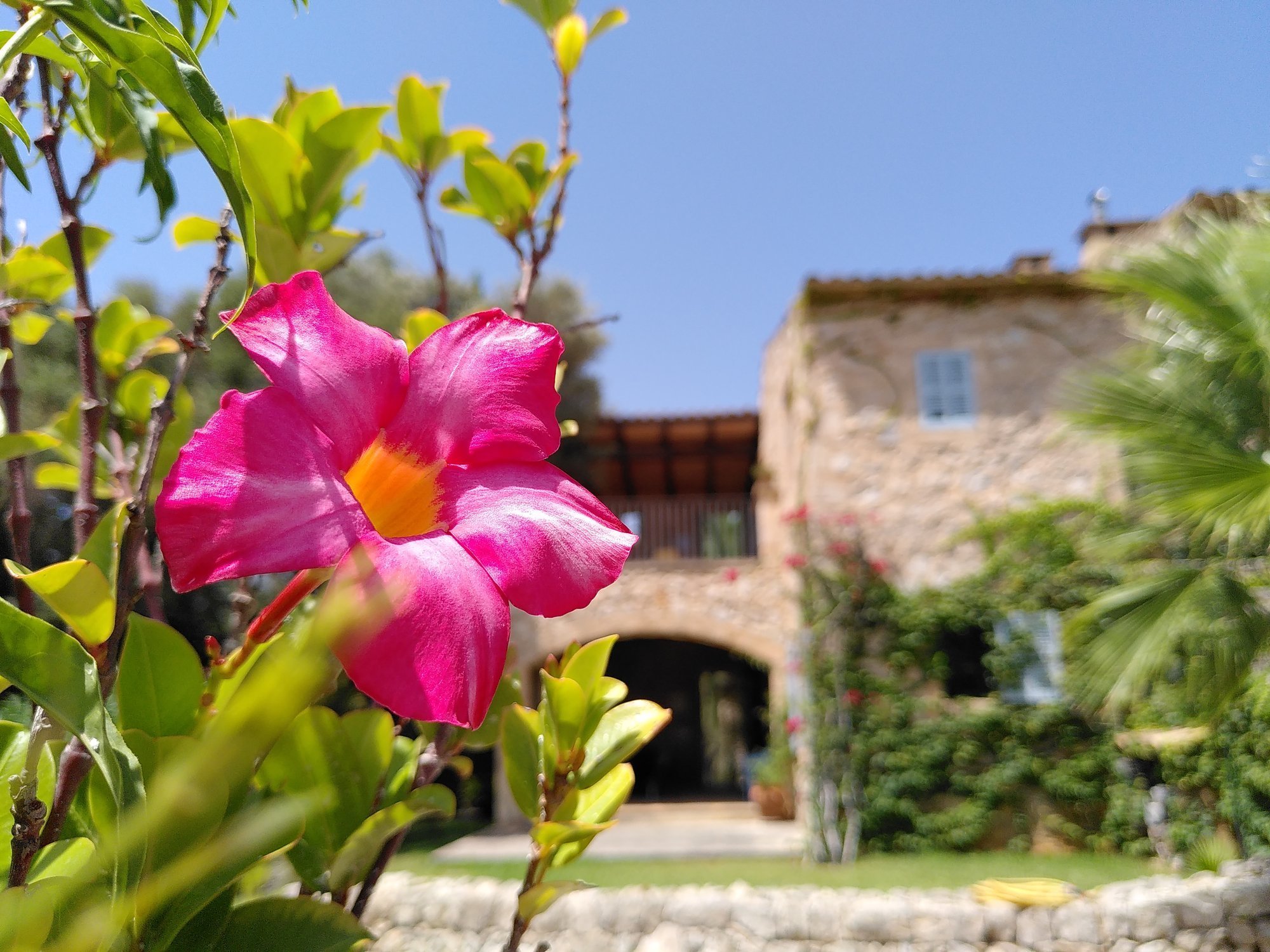 yoga-urlaub-spanien-mallorca-finca-son-mola-vell-finca-blumen Blumen & eine Finca - Was möchte man mehr?