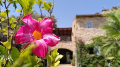 yoga-urlaub-spanien-mallorca-finca-son-mola-vell-finca-blumen Blumen & eine Finca - Was möchte man mehr?