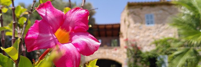 Blumen & eine Finca - Was möchte man mehr?