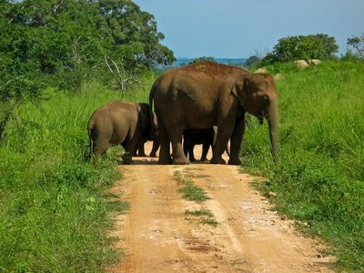 Elefantenfamilie im Grünen