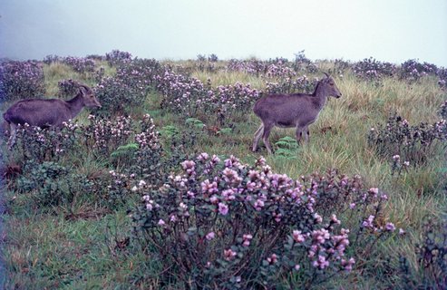 Der seltene Nilgiri Thar findet im Nationalpark einen seiner letzten Rückzugsorte