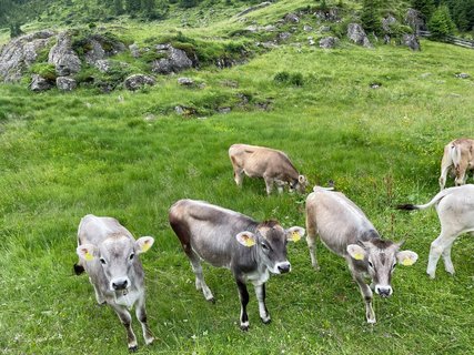 Auch Kühe bergüßen Sie im Pitztal