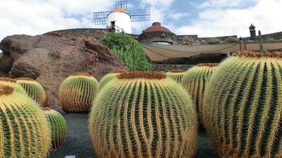 Jardín de Cactus - Kakteengarten auf Lanzarote Jardín de Cactus - Kakteengarten auf Lanzarote