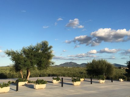 Aussicht von Son Mesquidassa auf die Olivenhaine