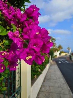 Die Drillingsblume in blühendem Lila