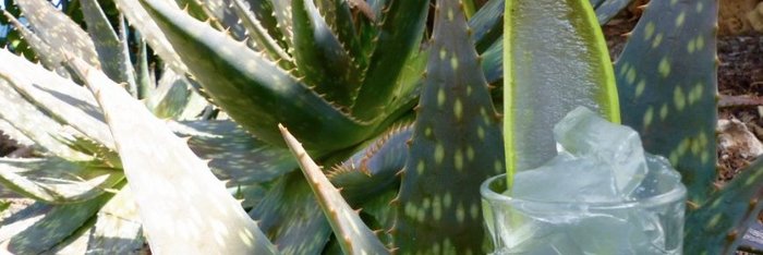 Genießen SIe einen Aloe Vera Drink, bevor Sie in Ihre Finca Son Mola Vell zurückkehren 