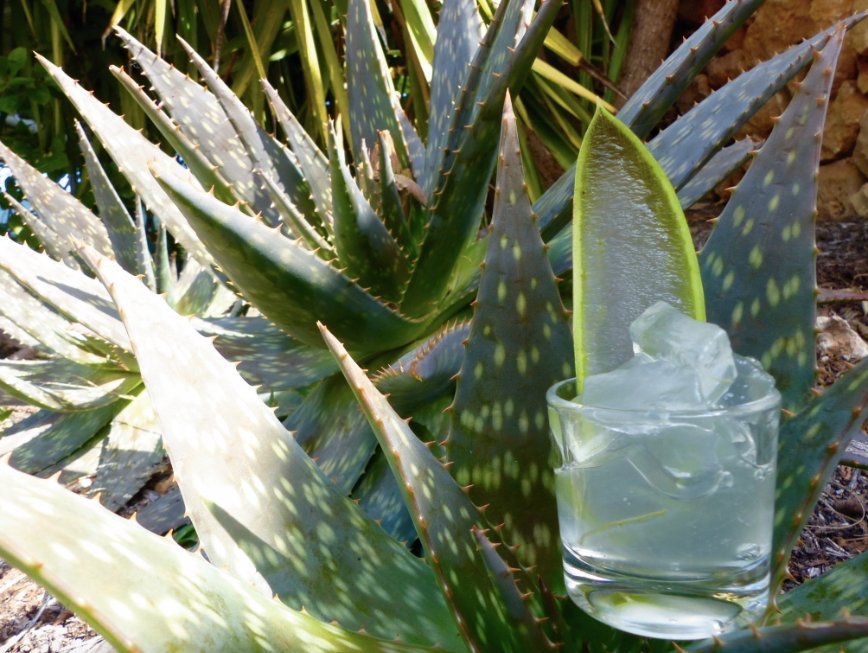 yoga-urlaub-spanien-balearen-mallorca-finca-son-mola-vell-aloe-vera Genießen SIe einen Aloe Vera Drink, bevor Sie in Ihre Finca Son Mola Vell zurückkehren