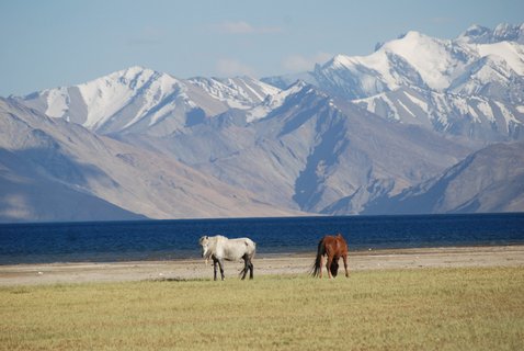 Traumhaft schöner Tsomoriri See in Ladakh