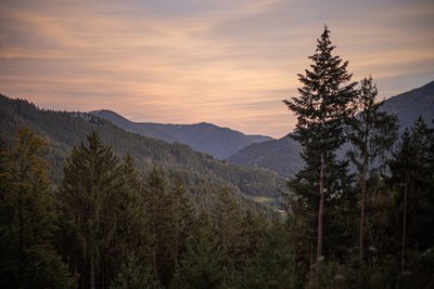 Genießen Sie die Ruhe des Waldes
