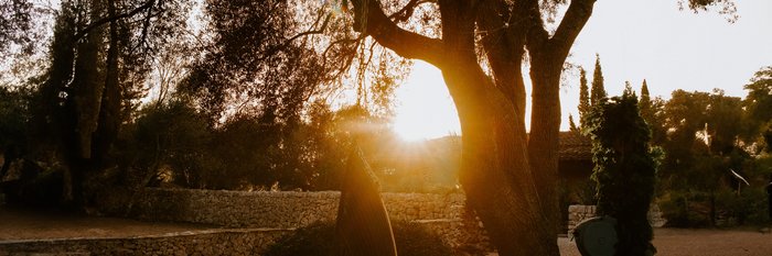 Die Abendsonne scheint durch einen Baum