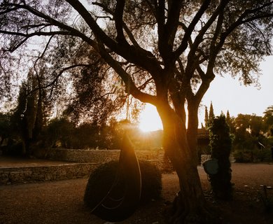Die Abendsonne scheint durch einen Baum