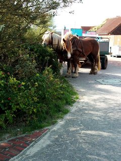 Die Pferde auf Baltrum laden ein zu einem Ausritt am Strand