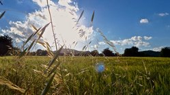 yoga-reisen-spanien-mallorca-finca-son-mola-vell-landschaft Gräser schaukeln im Wind während die Sonne auf die Wiesen und Felder Mallorcas strahlt
