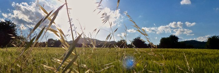 Gräser schaukeln im Wind während die Sonne auf die Wiesen und Felder Mallorcas strahlt
