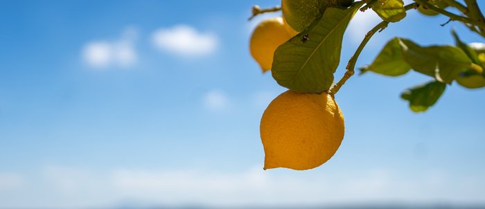 Eine reife Zitrone hängt an einem Ast