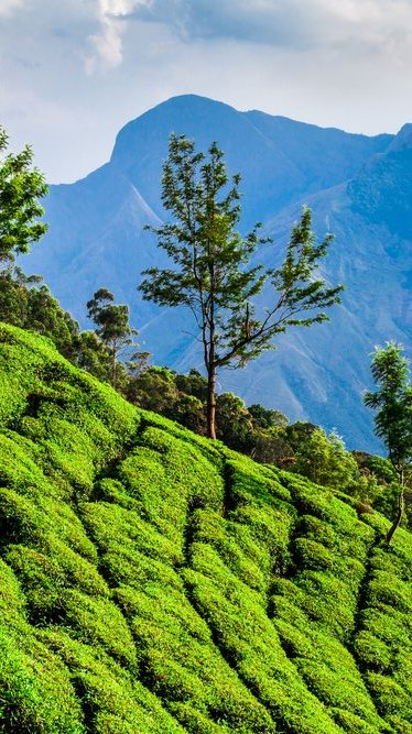 Das Grün der Teeplantagen in Indien leuchtet in der Sonne des Subkontinents Das Grün der Teeplantagen in Indien leuchtet in der Sonne des Subkontinents