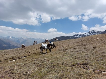 Die fünf Mulis und das Pferd, grasend in einer Trekkingpause
